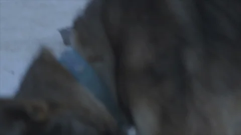 Denali Closeup Resting Sled Dog Stock Footage 123931553