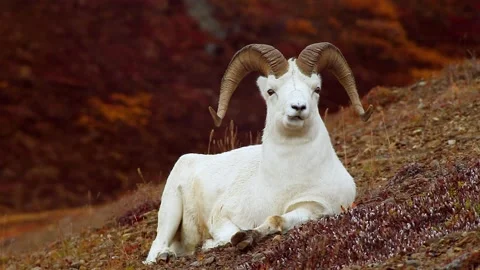Denali Dahl Sheep Stock Footage 138279758