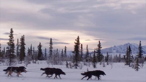 Denali Dog Sledding with Mountain Range in Distance at Sunset Stock Footage 123931738