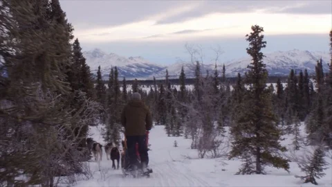 Denali Dog Sledding Navigating Through Trees Stock-Footage 123932153