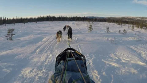 Denali POV from Sled of Dogs Pulling Sled towards Forest and Mountain Stock Footage 123932034