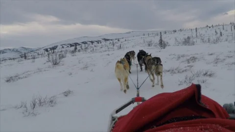 Denali POV from Sled of Dogs Pulling Sled Stock Footage 124098121