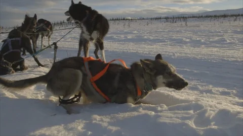 Denali Resting Sled Dog Eats Snow Stock Footage 123932159