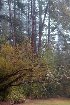 Dence tall forest trees in fall weather with fog Foto stock