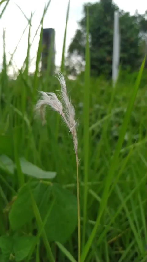 Dendalion Stock Footage 244129311