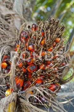 Dendê Oil Palm Tree