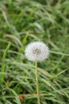 Dendelion 写真素材