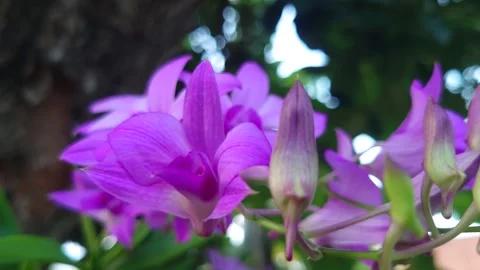 Dendobrium Bigibbum Orchid Flower Stock Footage 273153653