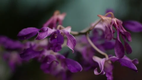 Dendobrium Superbiens Orchid Stock Footage 276355371