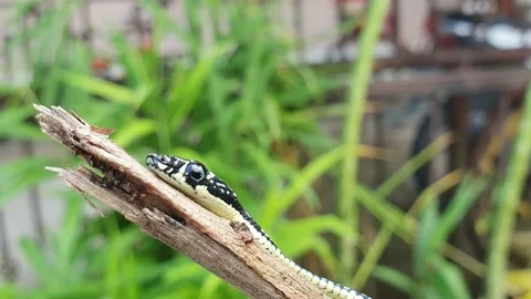 Dendrelaphis snake, crawling on stick branch, close up macro shot Video stock 150790600