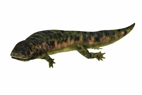 Dendrerpeton Amphibian Stock Illustration