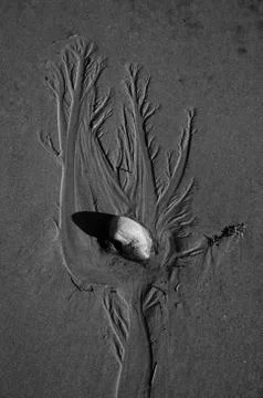 Dendrite tentacle patterns made by water flowing around a rock on the beach. Stock Photos