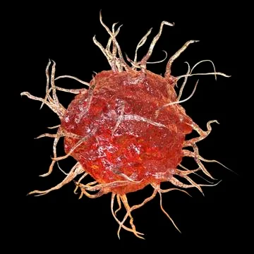 Dendritic cell, antigen-presenting immune cell, illustration Stock Illustration