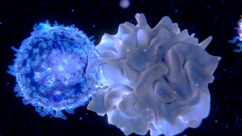 Dendritic cell presenting antigens to T lymphocytes 스톡 동영상 113235281