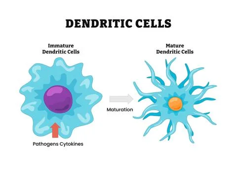 Dendritic cells process stage diagram, labeled with immature and mature, pa.. Stock Illustration