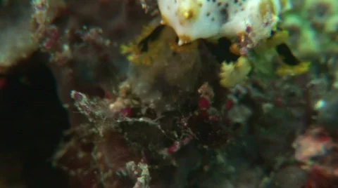 Dendritic tentacles of a sea cucumber while feeding (Bohadschia graeffei) Stock Footage 569849