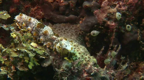 Dendritic tentacles of a sea cucumber while feeding (Bohadschia graeffei) Stock Footage 570204