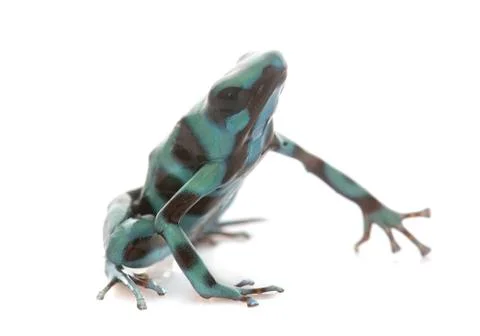 Dendrobates auratus celeste Stock Photos