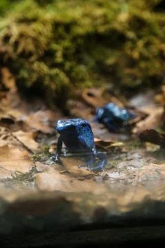 Dendrobates Stock Photos