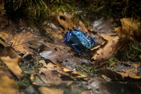 Dendrobates Stock Photos