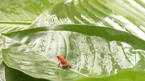 Dendrobates strawberry frog Stock Footage 11264553