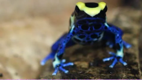 Dendrobates tinctorius dart frog Stock Footage 8927108