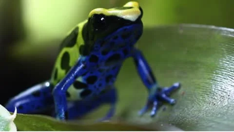 Dendrobates tinctorius dart frog Stock Footage 8927180