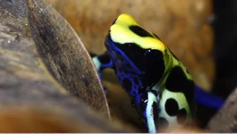 Dendrobates tinctorius dart frog Stock Footage 8966517