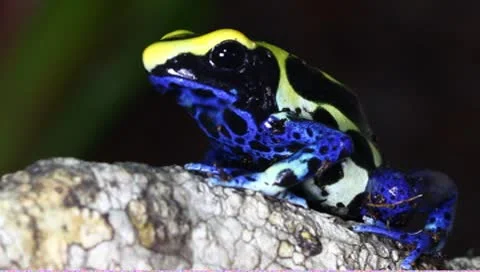 Dendrobates tinctorius dart frog Stock Footage 8966556