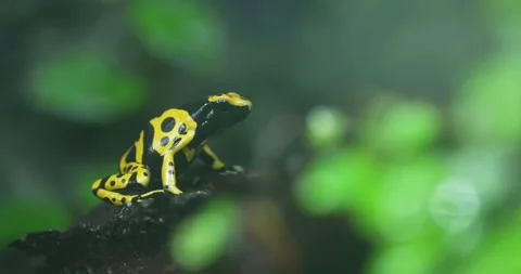 Dendrobates tinctorius, the dyeing poison dart frog, is a small, brightly Stock Footage 267033148