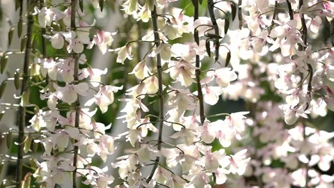 Dendrobium Aphyllum orchids flowers bloom in spring Stock Footage 141719642