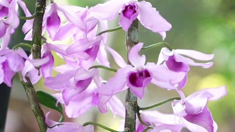 Dendrobium Aphyllum orchids flowers bloom in spring Stock Footage 141719726