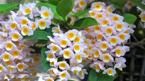 Dendrobium Aphyllum orchids flowers bloom in spring Stock Footage 141719759