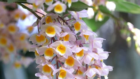 Dendrobium Aphyllum orchids flowers bloom in spring Stock Footage 141720095
