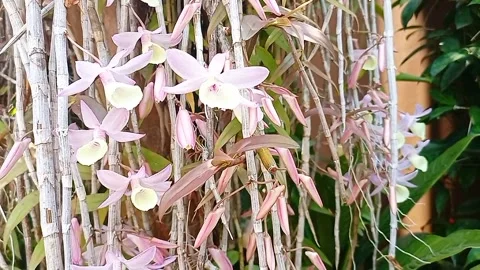 Dendrobium Aphyllum orchids flowers bloom in spring adorn the beauty of nature Stock Footage 286023784