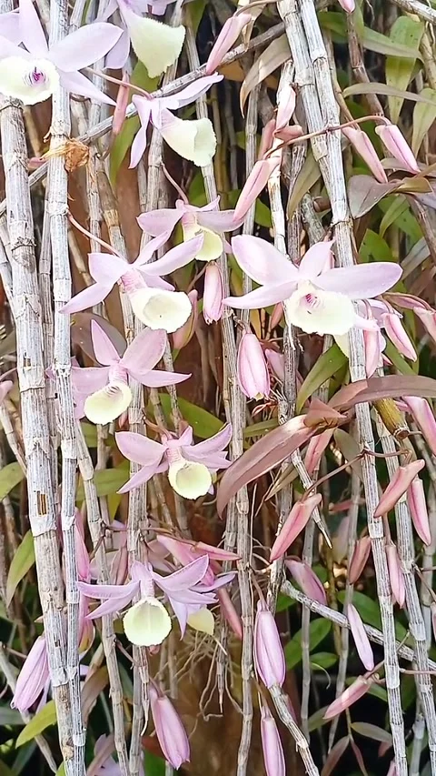 Dendrobium Aphyllum orchids flowers bloom in spring adorn the beauty of nature Stock Footage 286023786