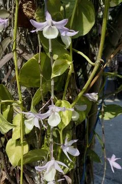 Dendrobium aphyllum Stock Photos