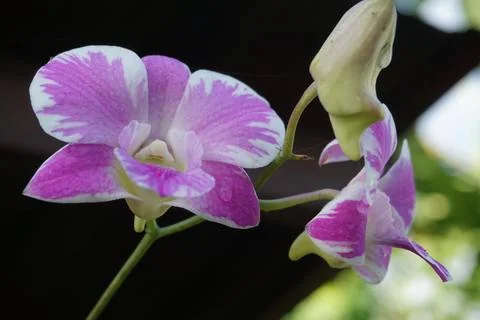 Dendrobium bigibbum Stock Photos