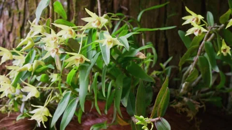 Dendrobium blossoms Stock Footage 347486443