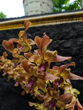 Dendrobium discolor 스톡 사진
