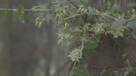 Dendrobium Flowers Blooming on Tree Branch Stock-Footage 343555083
