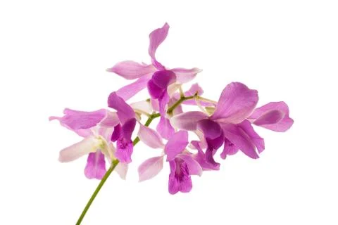Dendrobium isolated Stock Photos