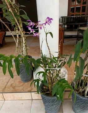 Dendrobium kingianum Stock Photos