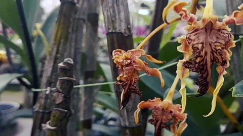 Dendrobium Macrophylum orchid Stock Footage 156725760