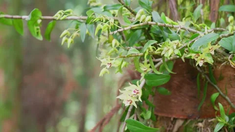 Dendrobium on Mount Jinggang 스톡 동영상 347486419
