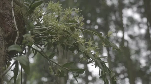 Dendrobium Officinale Branch with Soft Forest Bokeh Stock-Footage 343571131