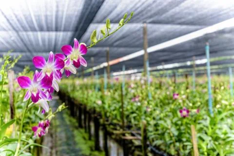 Dendrobium orchid farm Stock Photos