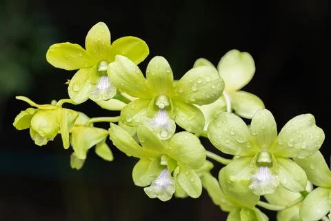 Dendrobium orchid flower bloom in spring decoration the beauty of nature, A.. Stock Photos