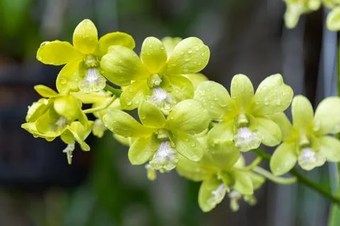 Dendrobium orchid flower bloom in spring decoration the beauty of nature Stock Photos