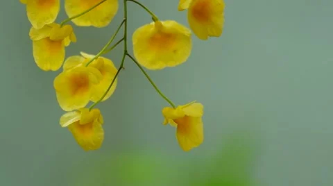 Dendrobium orchid flowers Stock Footage 49092380